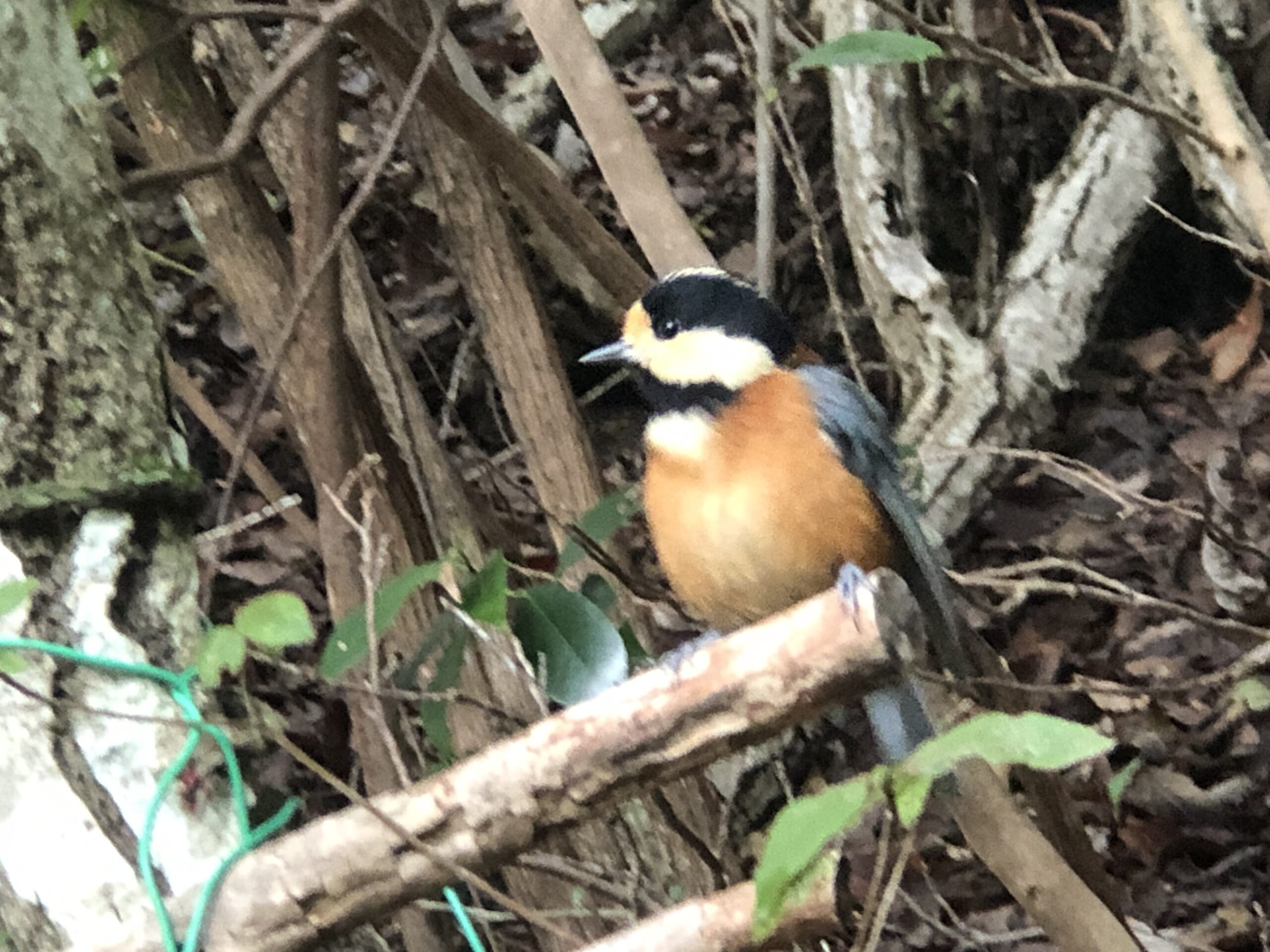 WEBサイトを公開　お見積り無料です。お気軽にメール、電話でお問い合わせください。