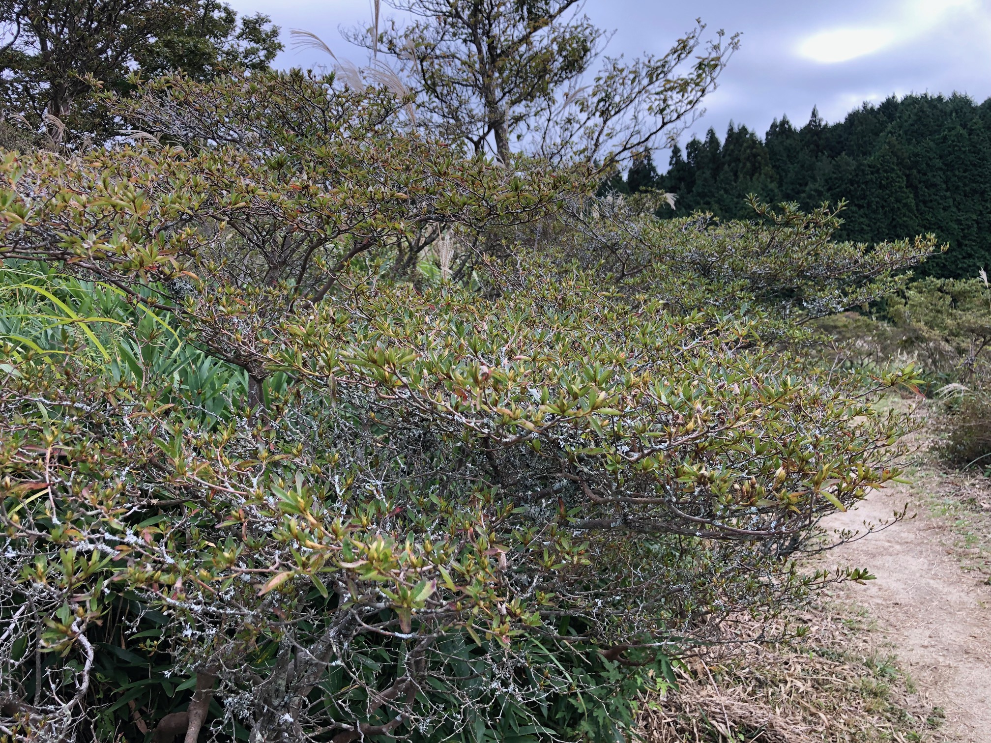 大和葛城山のつつじ　来年の開花が楽しみです。