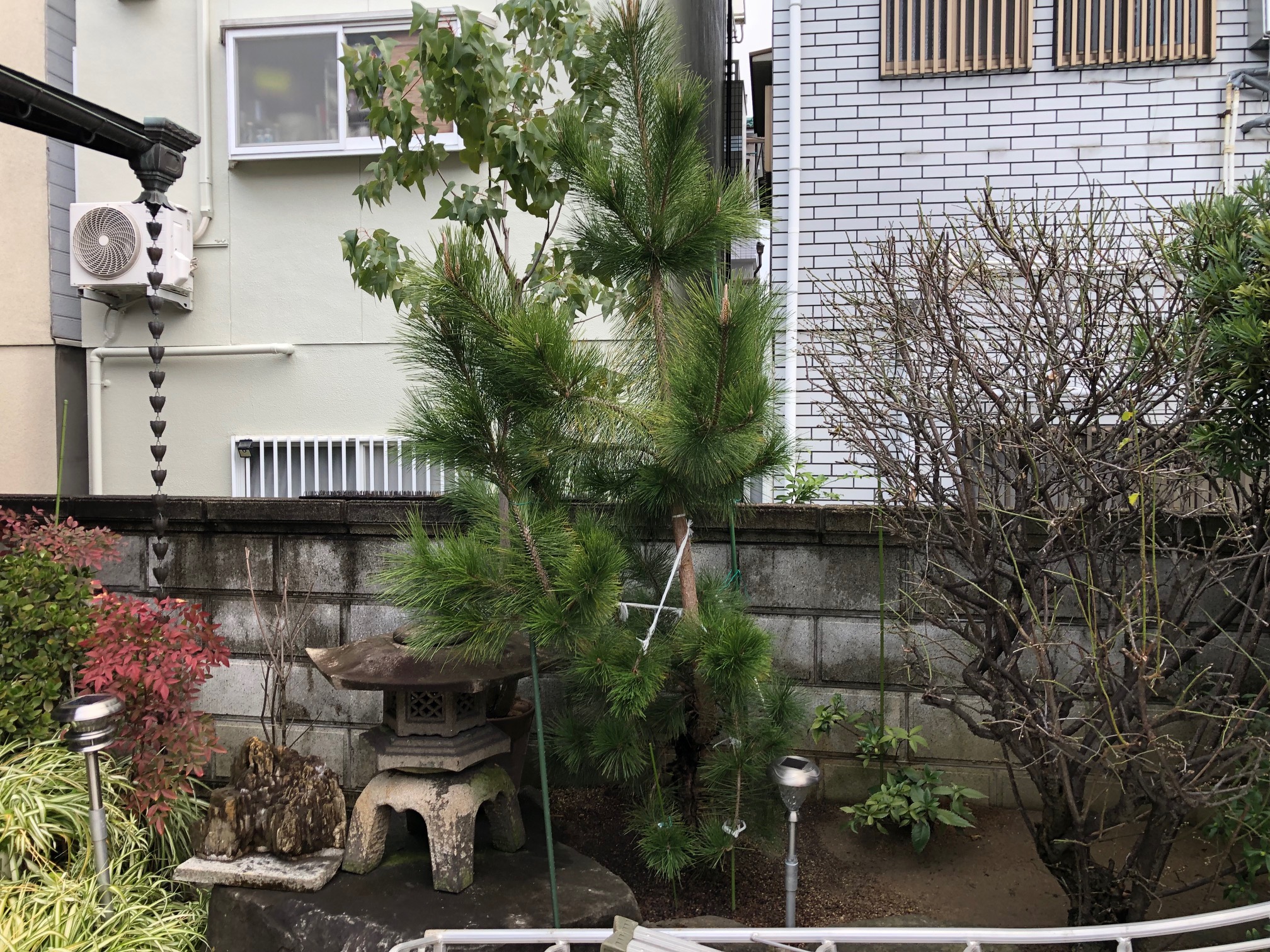 東大阪市　M様邸の松の剪定をしました。