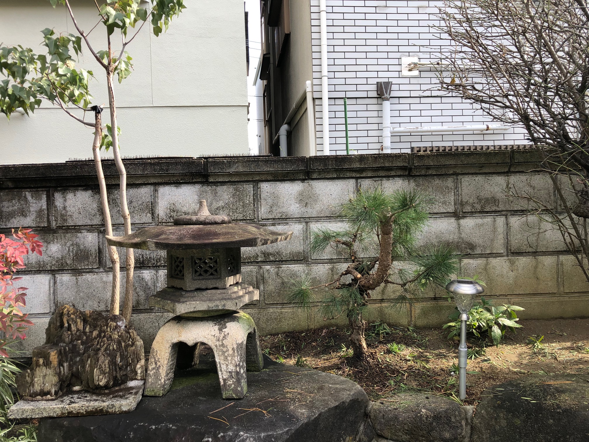 東大阪市　M様邸の松の剪定をしました。