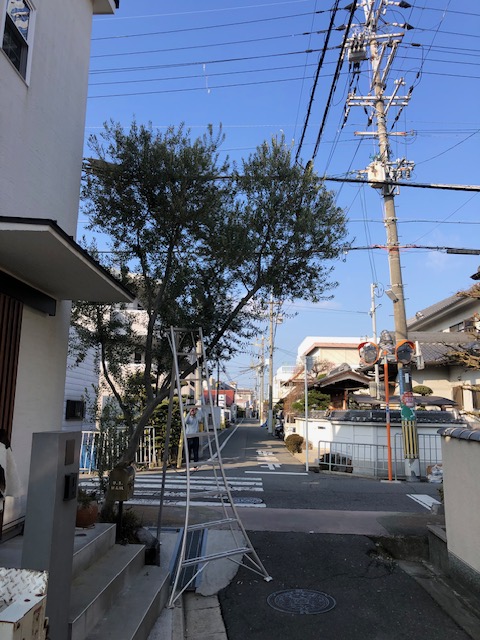 松原市　M様邸のシンボルツリー