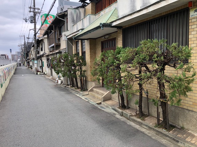道路通行の障害になっていましたが、透かし剪定して、長年の枯れ枝葉を取り、新芽を育てて復活の計画となりました。