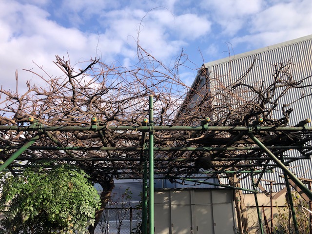 大阪市　Ｎ社様の藤棚を剪定しました。数年手入れしてなっかたので枯れ枝多く、ツルが絡んで花芽も上方にしかなく行き場がない状態でした。