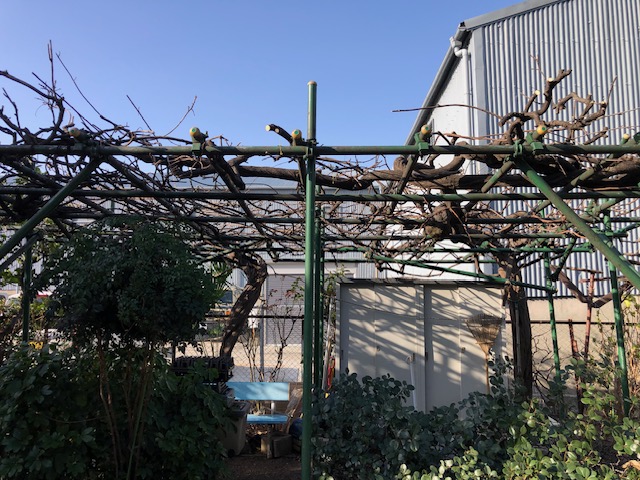 枯れ枝、ツルを除去して花芽のある枝を強引に誘因しました。来年以降整えていく予定です。施工金額15,000円です。お見積り無料です。お気軽にお問い合わせください。