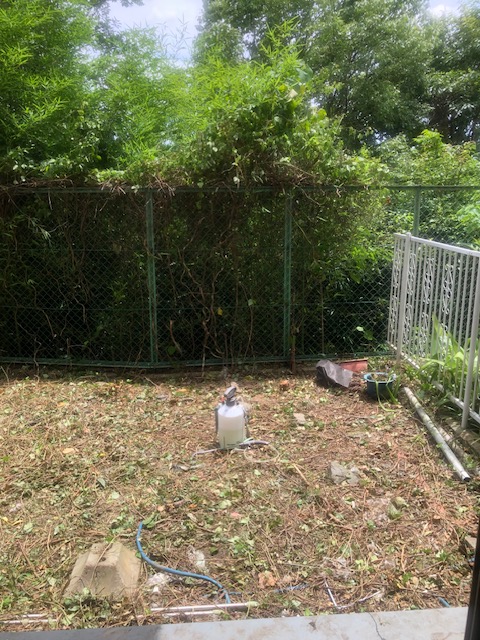 専用庭にしては大きな木が数本ありその上に数種のツル類が茂り、何が出てくるやらという状態でしたが端から慎重に作業を進めていきました。